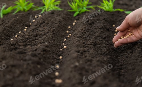 Preview: Sow the seeds in the garden into the soil. Selective focus.