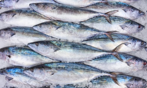 Preview: fresh bonito fish in ice at the market. Bonito background.