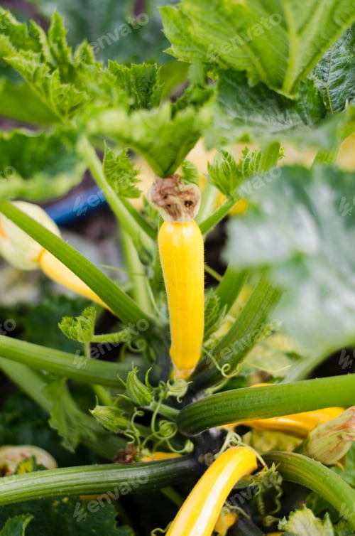 Preview: Zucchini