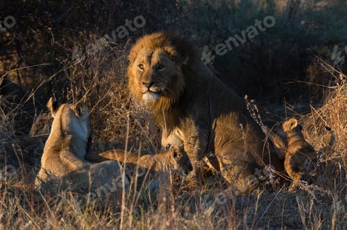Preview: Pride of lions basking in the evening sun