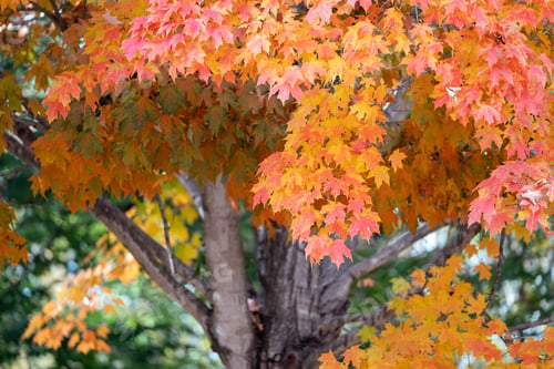 Preview: Colorful autumn nature.