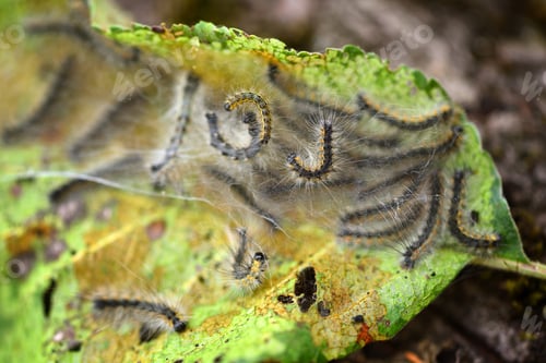 Preview: Caterpillars of the Aporia crataegi (black-veined white) eating apple leaves