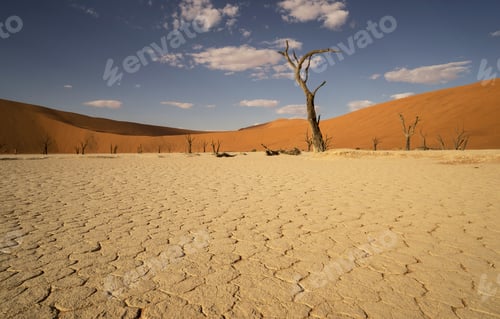 Vista previa: Cracked clay pan and group of distant dead trees, Deaddvlei, Sossusvlei National Park, Namibia