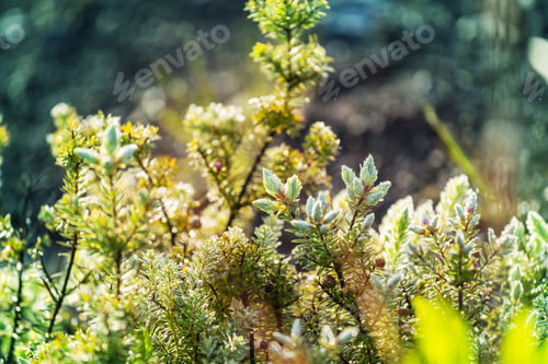 Preview: Flora