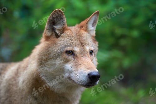 Preview: Wolf hunting in the forest