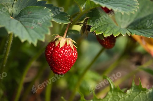 Preview: Ripe red strawberry on bush at summer garden. Close up.