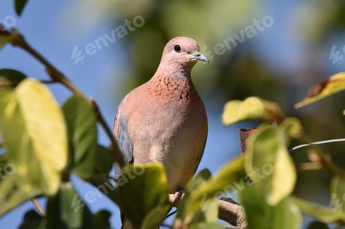 Preview: African Laughing Dove