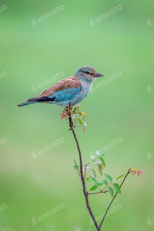 Preview: European roller