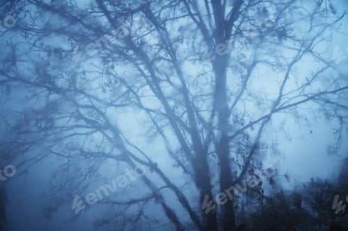 Preview: Reflection of a tree in a puddle.