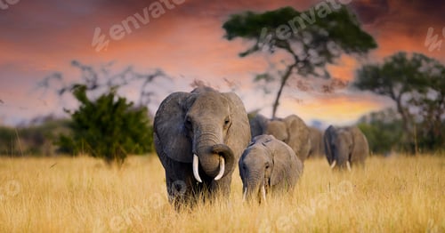 Preview: Herd of wild elephants walking in African savanna