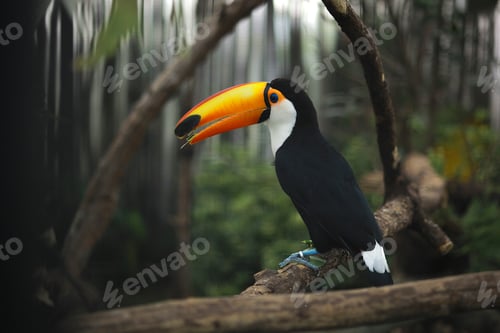 Preview: Toco toucan (Ramphastos toco) known as Tucano Toco