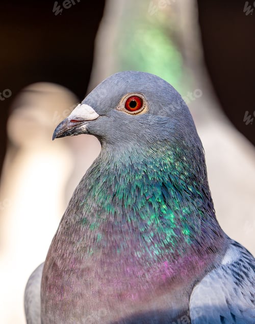 Preview: Close-up of a pigeon with iridescent plumage against a blurred background