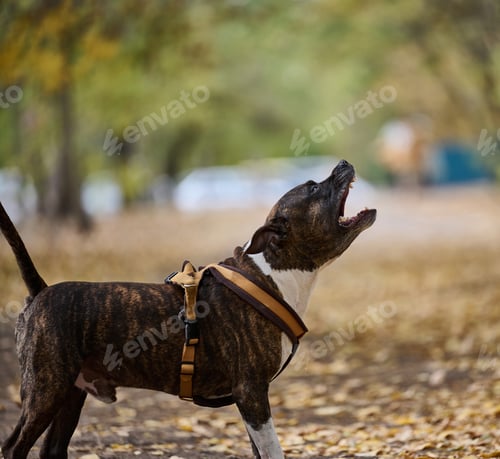 Preview: A Staffordshire Terrier wearing a harness barks in an autumn park. Open mouth