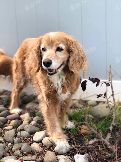 Preview: dog
