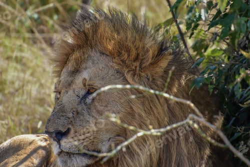 Preview: Majestic lion resting in the shade in its natural habitat.