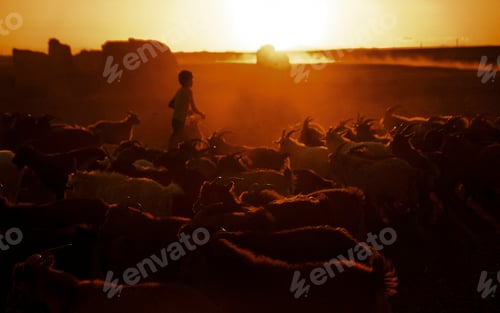Preview: Little Boy Herding Goats at Dusk Culture Concept