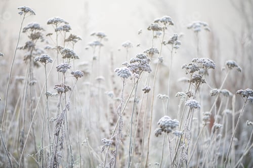 Preview: Frostkissed flowers in a misty meadow at dawn