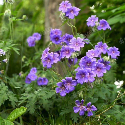 Preview: Geranium