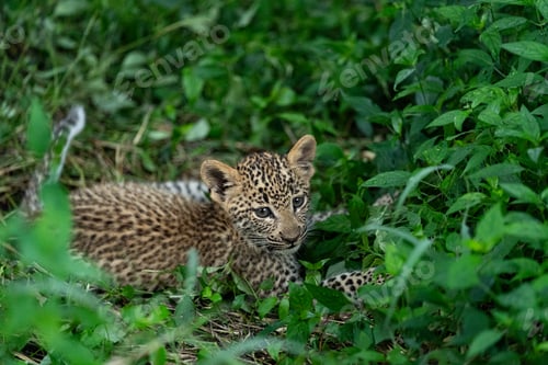 Preview: Leopard, Panthera pardus, close-up of a cub.