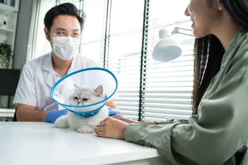 Preview: Asian veterinarian examine cat during appointment in veterinary clinic.