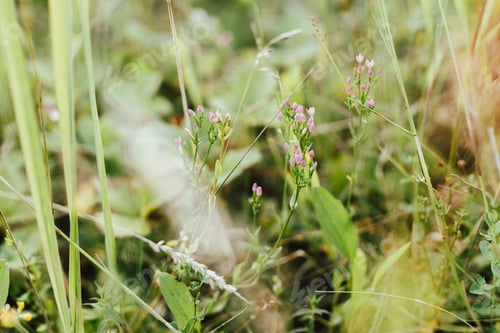 Preview: Wildflowers in summer meadow. Pink flowers close up in countryside