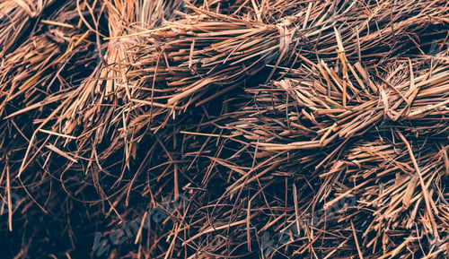 Preview: Dried hay or straw with grains