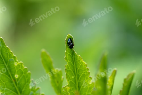 Preview: close-up flea beetle black insect with dung on leaf