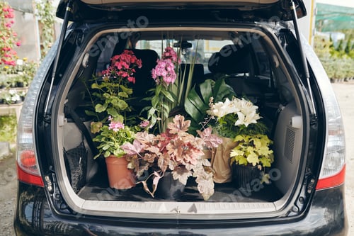 Preview: Open trunk with potted plants
