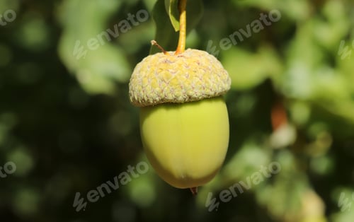 Preview: Fresh and young acorn on the tree