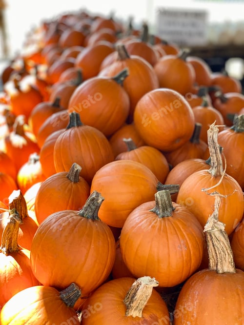 Preview: Tons of little orange pumpkins