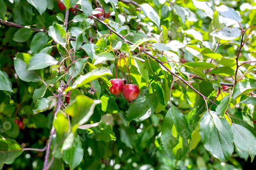 Preview: image of a tree branch with apples on a green background