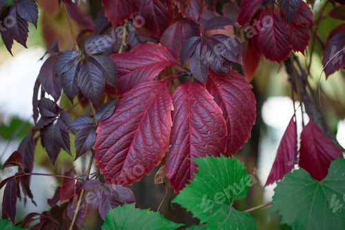 Preview: Red wild vineyard