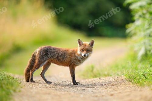 Preview: Scenic view of a red fox standing on a road near a forest and looking into the camera