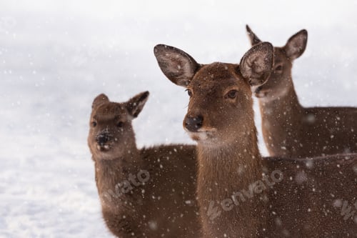 Preview: Red deer stag in winter snowy field. Selective focus