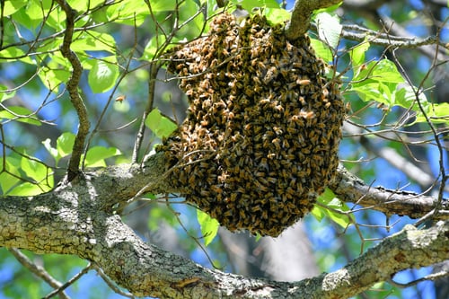 Preview: Honey Bee Hive in a tree with honeybees swarming all over it