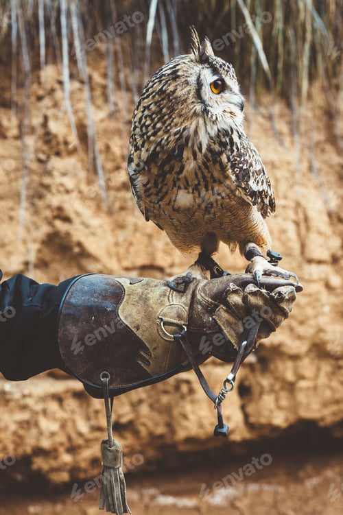 Preview: Owl on orange glove in nature