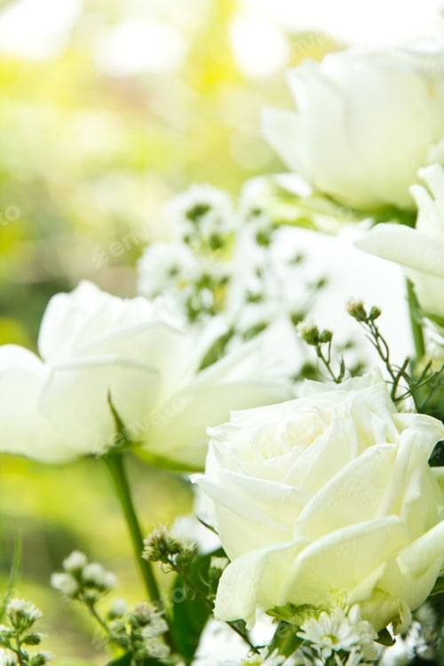 Preview: white rose background