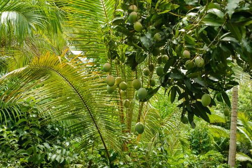 Preview: Mango trees with fruits.