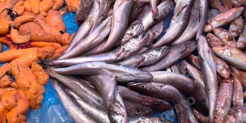 Preview: Fresh Fish at Central Food Market