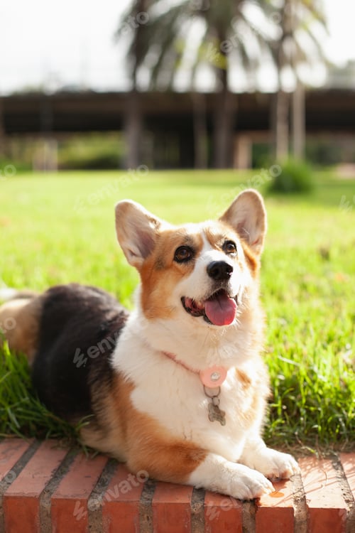 Preview: welsh corgi cardigan dog in the park in summer