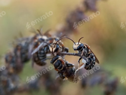 Preview: Insect