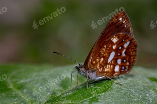 Preview: Butterfly on a leaf feeding