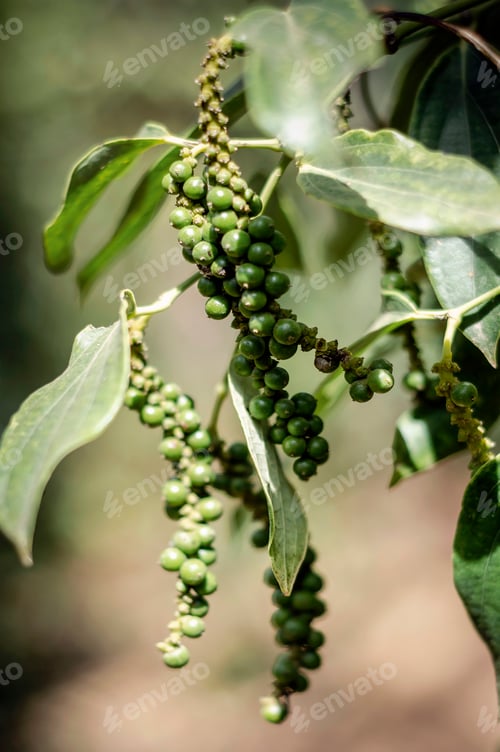 Preview: organic peppercorn pods on pepper vine plant in kampot cambodia