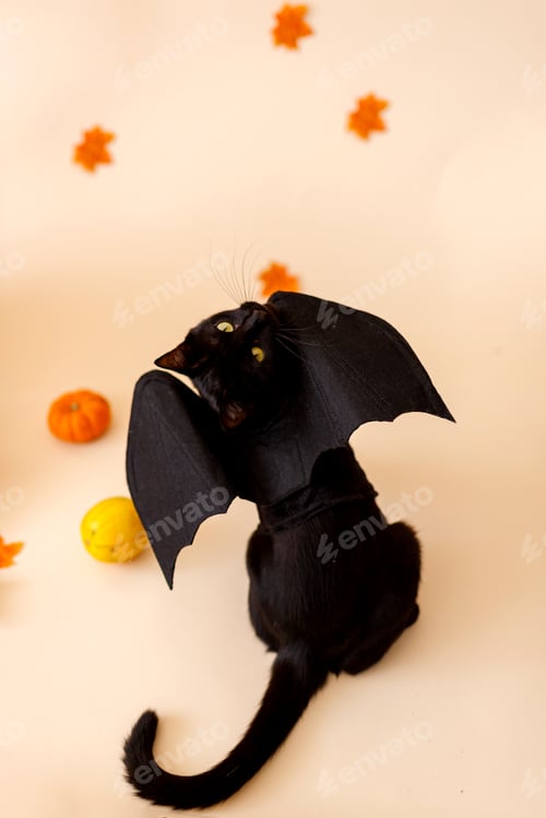 Preview: Pretty black cat with orange pumpkins on an orange background