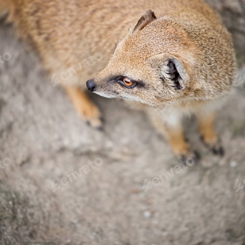 Preview: cute yellow mongoose