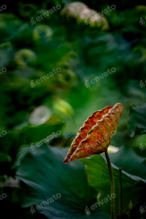 Preview: Curl up lotus leaf in the pond
