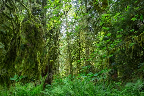 Preview: Rain forest