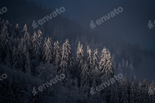Preview: Fir trees shined with the sun in the middle