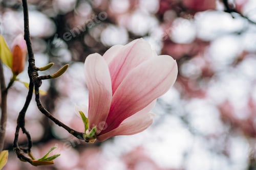 Preview: Blooming magnolia flowers against bokeh background. Spring concept. Closeup