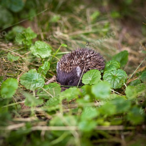 Preview: Baby European Hedgehog (Erinaceus europaeus) sniffing in grass,